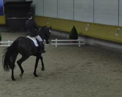 dressage horse Wanda 422 (Württemberger, 2005, from Welt Hit II)