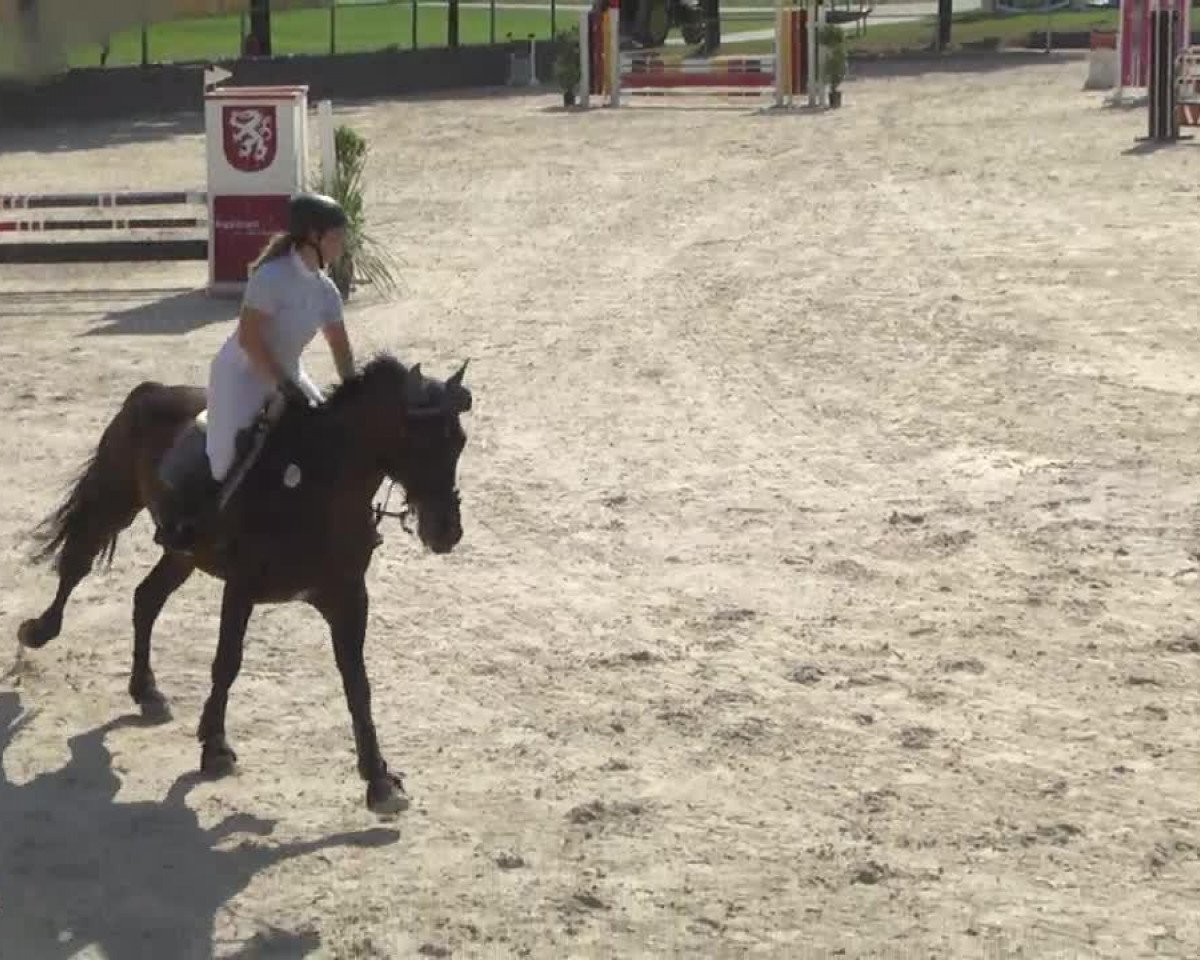 jumper Sandros Larome (Oldenburg, 2003, from Sandro Song)