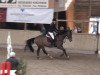 jumper All the time (Hanoverian, 2002, from Adlantus As)