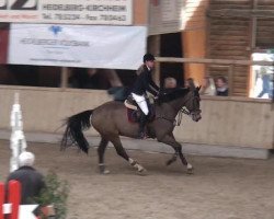 jumper All the time (Hanoverian, 2002, from Adlantus As)