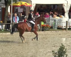 jumper Sandos 22 (Hanoverian, 1997, from Sao Paulo)