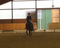 dressage horse Watson 156 (Hanoverian, 2005, from Worldly I)