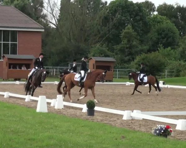 broodmare Sarijke (KWPN (Royal Dutch Sporthorse), 1976, from Landman)