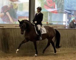 dressage horse Ava (Hanoverian, 2016, from All At Once)