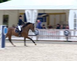 jumper Hilton ter Elsloo (Belgian Warmblood, 2007, from Clinton)