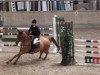 jumper Eisenherz 24 (Hanoverian, 2000, from Espri)