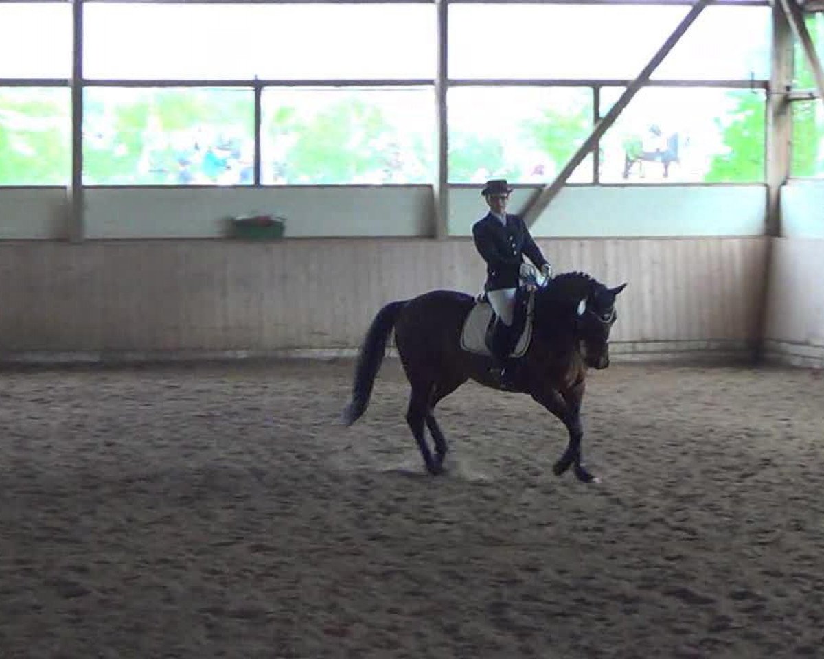 Dressurpferd Harmonie 234 (Oldenburger, 1994, von Dream of Glory)