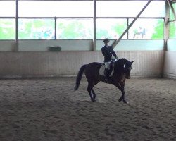 dressage horse Harmonie 234 (Oldenburg, 1994, from Dream of Glory)