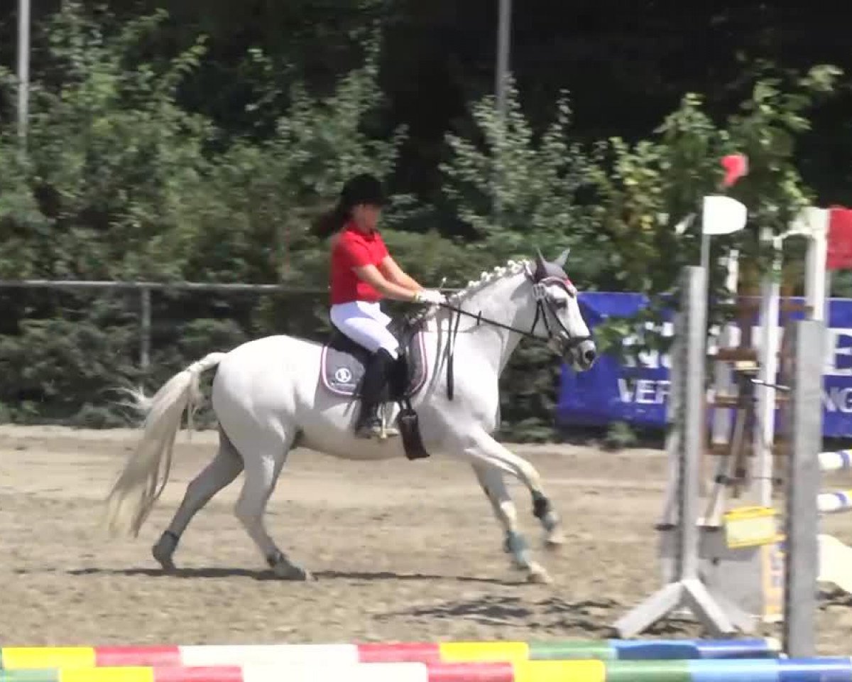 dressage horse Nachez (German Riding Pony, 1999, from Nuts)