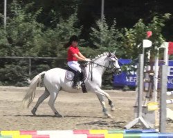 dressage horse Nachez (German Riding Pony, 1999, from Nuts)