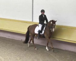 dressage horse Ninifee (German Riding Pony, 2000, from Speyksbosch Nelson)