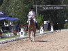 dressage horse Starlight One (Haflinger, 1998, from Stüber)