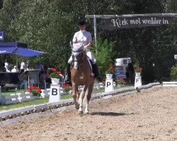 dressage horse Starlight One (Haflinger, 1998, from Stüber)