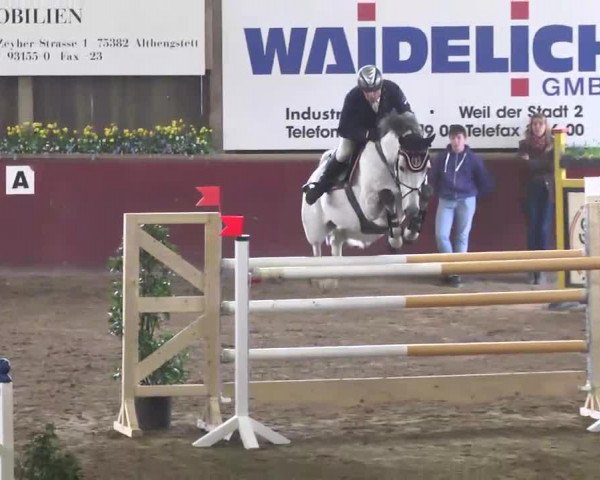 jumper Kolja 33 (Hanoverian, 2003, from Kolibri 2705)