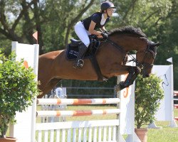 Zuchtstute Claudi Tessa (Deutsches Sportpferd, 2012, von Claudio's Son)