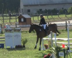 dressage horse Halex 2 (Polish Warmblood, 2001, from Lavendel)