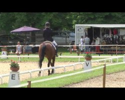 dressage horse Sarasin (Württemberger, 2006, from Sir Oldenburg)