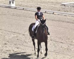 dressage horse FBW Samba Time (Württemberger, 2004, from Sir Oldenburg)