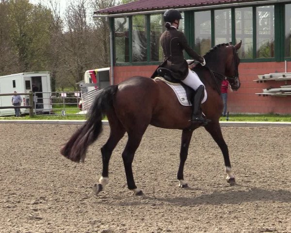 Reitturnier Schwanewede 2021
