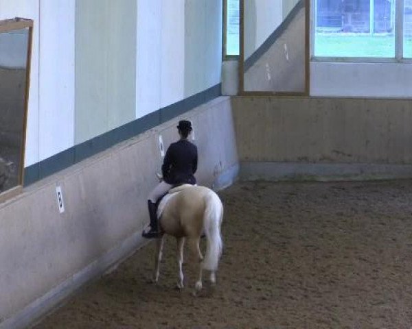 dressage horse Ducati 9 (German Riding Pony, 2001, from Dundee Gold)