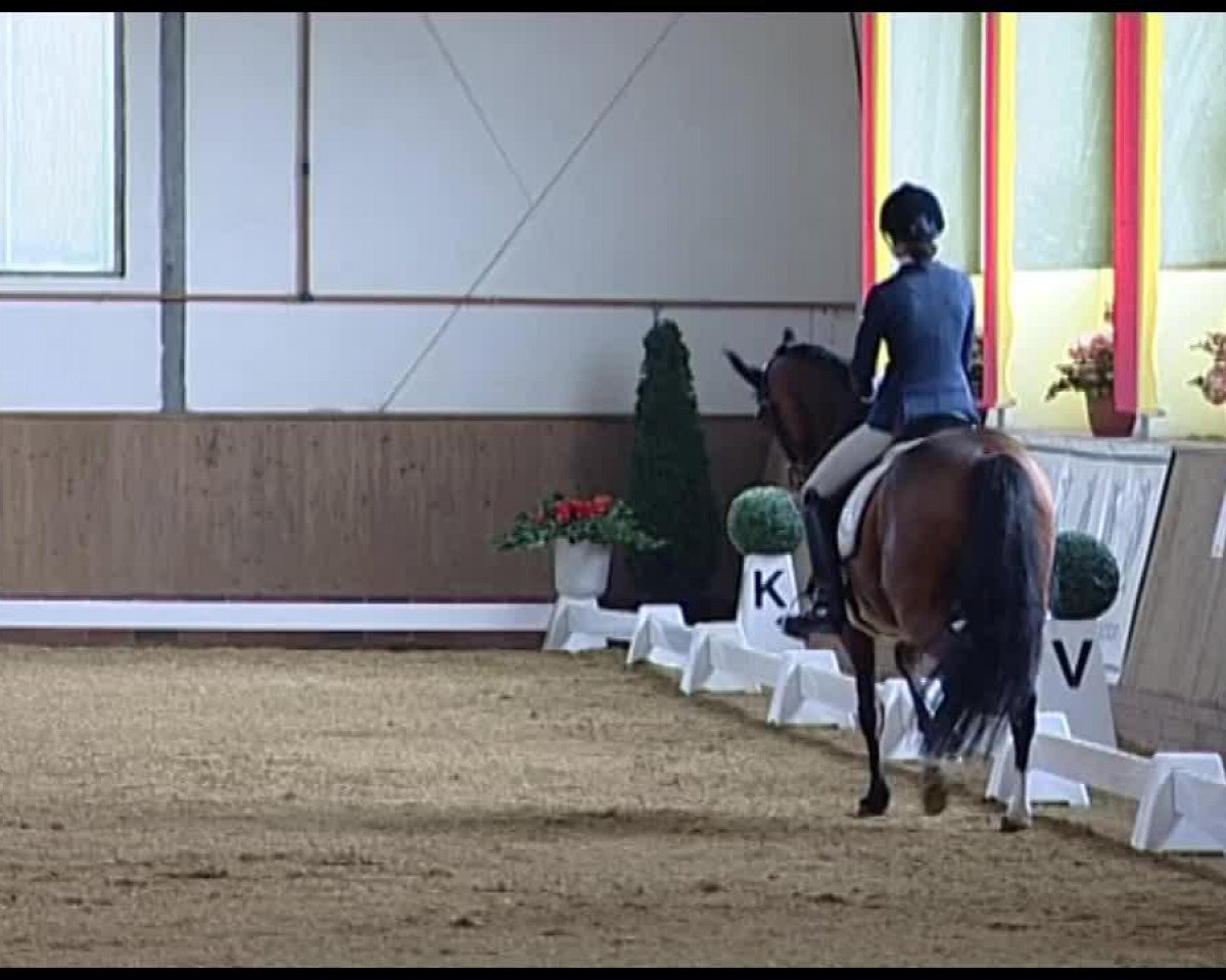 broodmare Grazia WE (German Riding Pony, 2003, from Pilgrim’s Red)