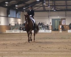 dressage horse Donaldson OLD (Oldenburg, 2006, from Dimaggio)