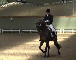 dressage horse Diamond Song OLD (Oldenburg, 2007, from Diamond Hit)