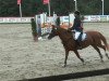 jumper Bella Donna (German Riding Pony, 2001, from Branduardi M)