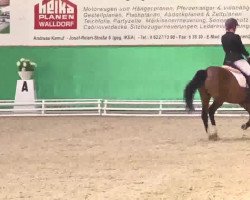 dressage horse Brentano 14 (German Riding Pony, 1996, from Black Dancer)