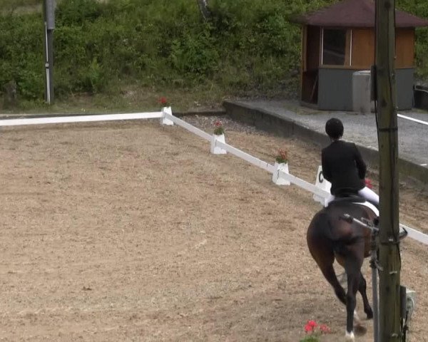 jumper Davingno (Bavarian, 2004, from D'Artagnan Classic)