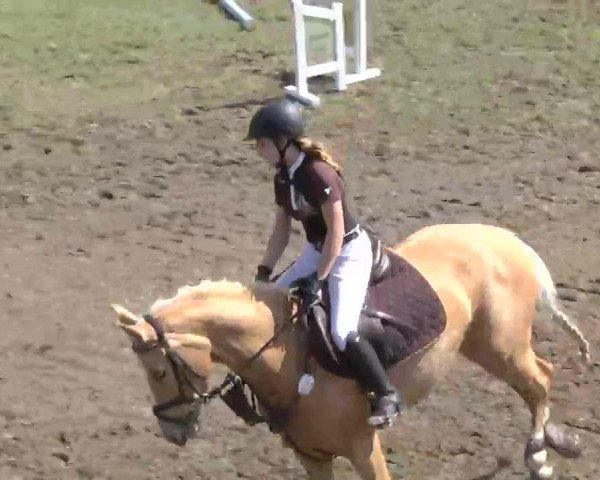 jumper Cream Caramel (German Riding Pony, 2006, from FS Champion de Luxe)
