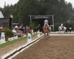 jumper Johnny Cash 3 (German Riding Pony, 2005, from Jockers Golden Boy)