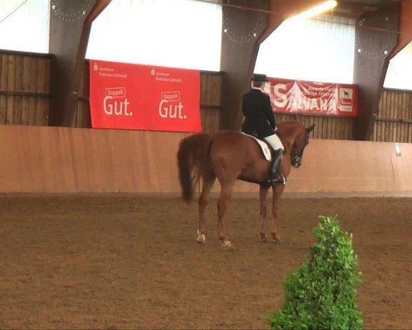 dressage horse Wholly want (Hanoverian, 2000, from Wolkenstein II)