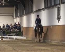 dressage horse Annes Robin Hood (Hessian Warmblood, 1992, from Recke)