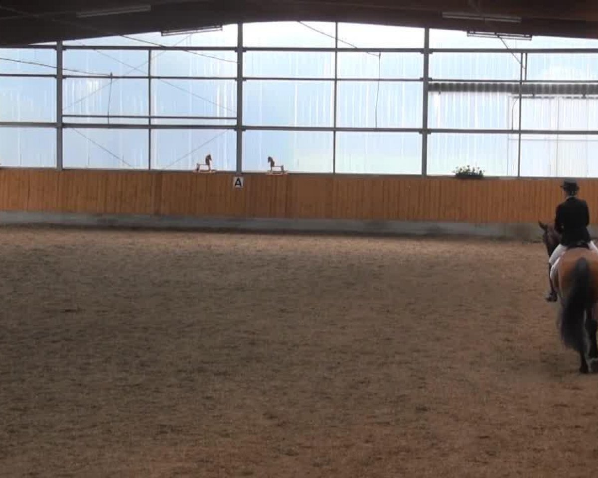 Dressurpferd Sir-Lutz (Westfale, 2006, von Sandro Bedo)