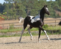 Deckhengst Easy Time (Trakehner, 2020, von Donauabend)