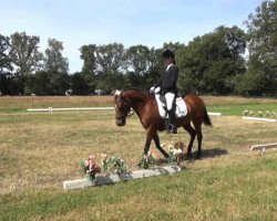 jumper Pamela (New Forest Pony, 1997, from Feldhof's Orbit)