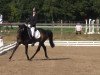 broodmare Mariah (New Forest Pony, 2000, from Feldhof's Orbit)