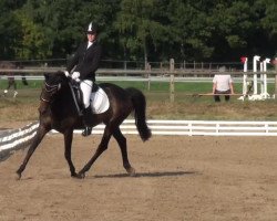 broodmare Mariah (New Forest Pony, 2000, from Feldhof's Orbit)