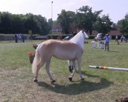 Zuchtstute Ambra (Haflinger, 1977, von Adonis)