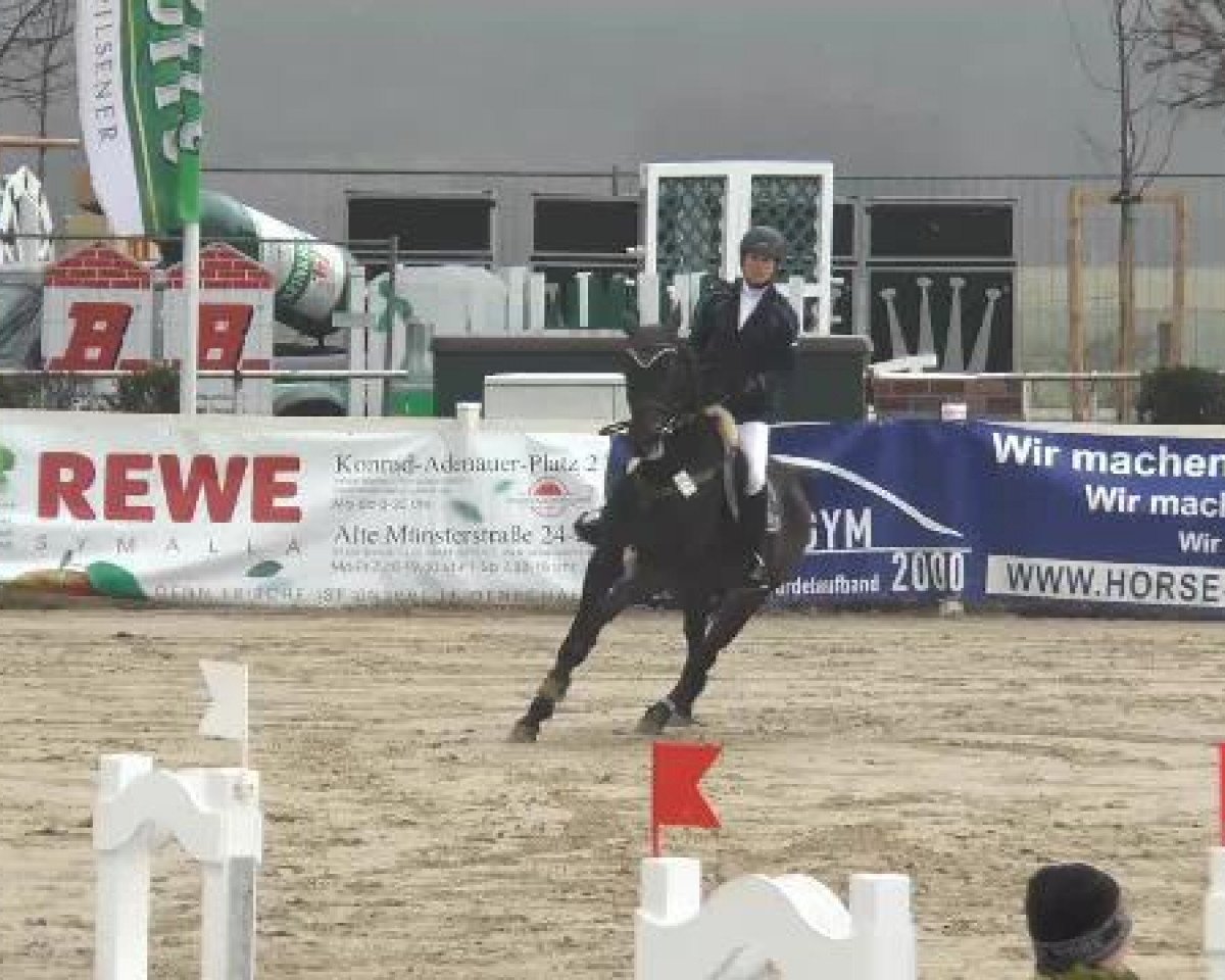 Springpferd Tara 259 (Holsteiner, 2003, von Acorado I)