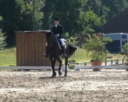 dressage horse Ricciolo nero (Bavarian, 2005, from Rubin Cortes OLD)