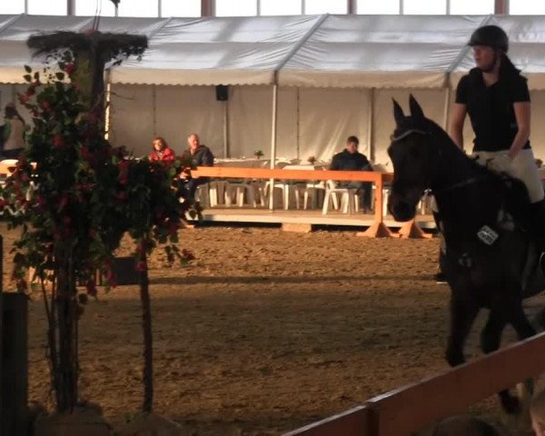 jumper FST Confusion (German Sport Horse, 2003, from Catalani)
