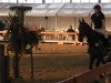 jumper FST Confusion (German Sport Horse, 2003, from Catalani)