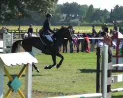 dressage horse Aschley (Mecklenburg, 2002, from Anrit)