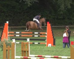 jumper Soquette DH (Hanoverian, 2003, from Salieri)