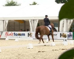 dressage horse Divinus Aurus (Oldenburg, 2003, from Dream of Heidelberg II)