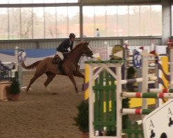 jumper Gryffindor 9 (Hanoverian, 2004, from Grand Cru)