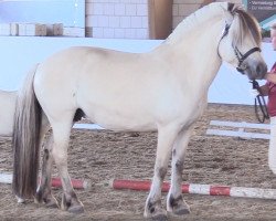 broodmare Hilka (Fjord Horse, 2011, from Resen N.2673)