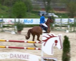 jumper Caretanus (Oldenburg show jumper, 2005, from Cartoon)